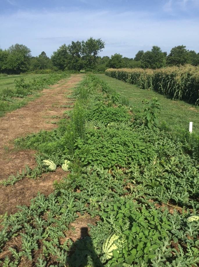 melons on vine