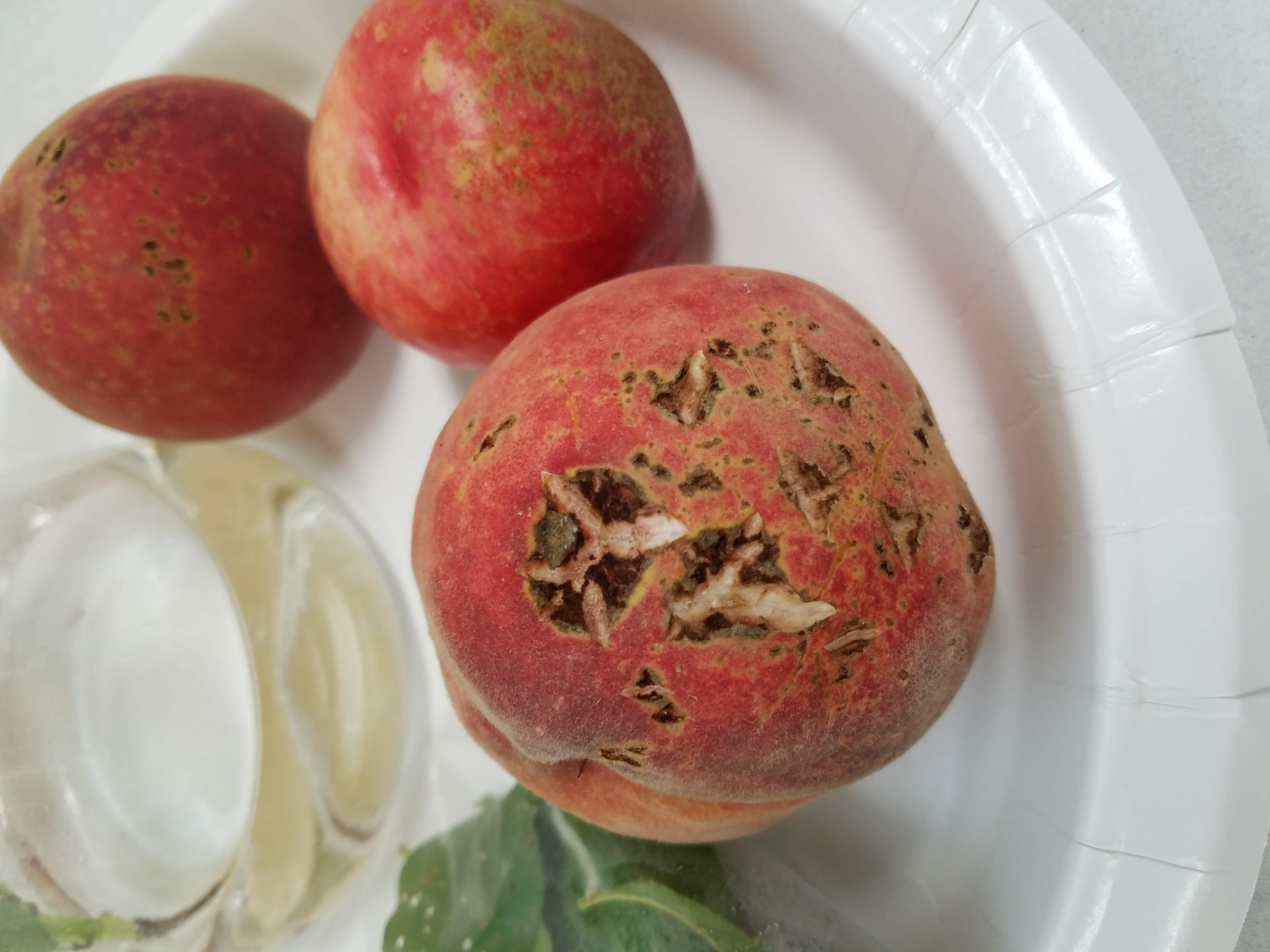 bacterial spot on peach