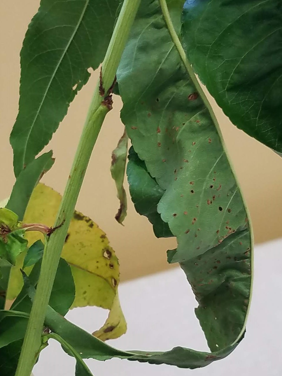 bacterial spot on leaves