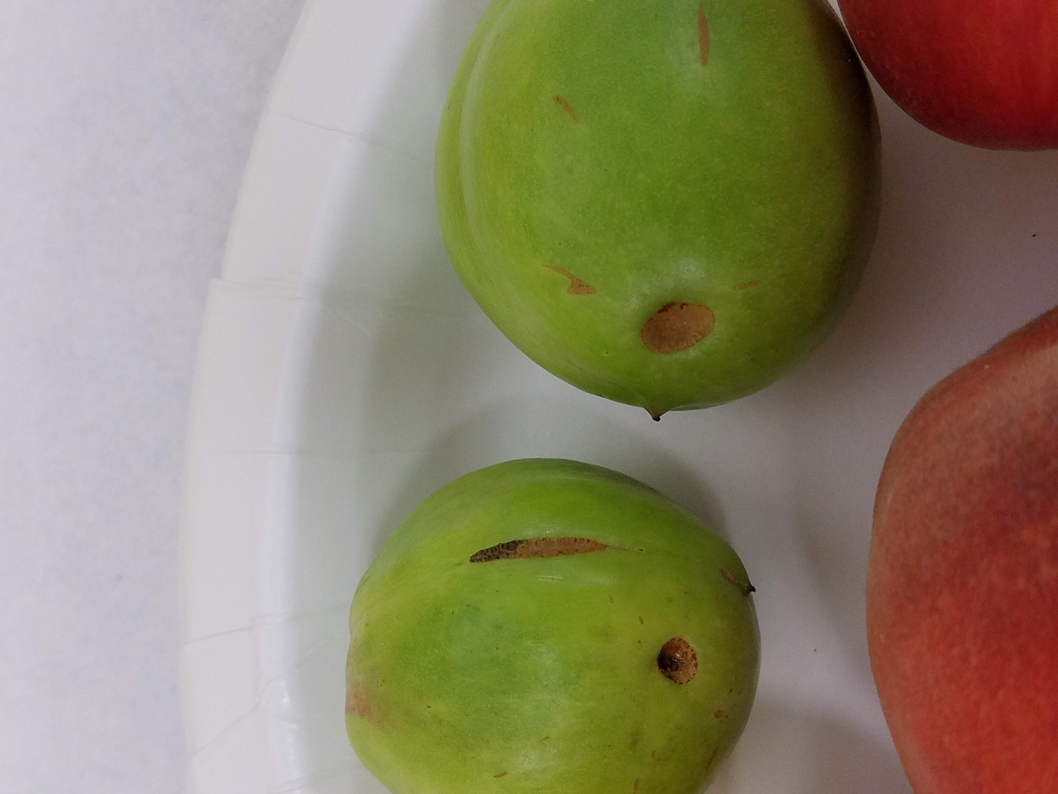 pc damage on green fruit