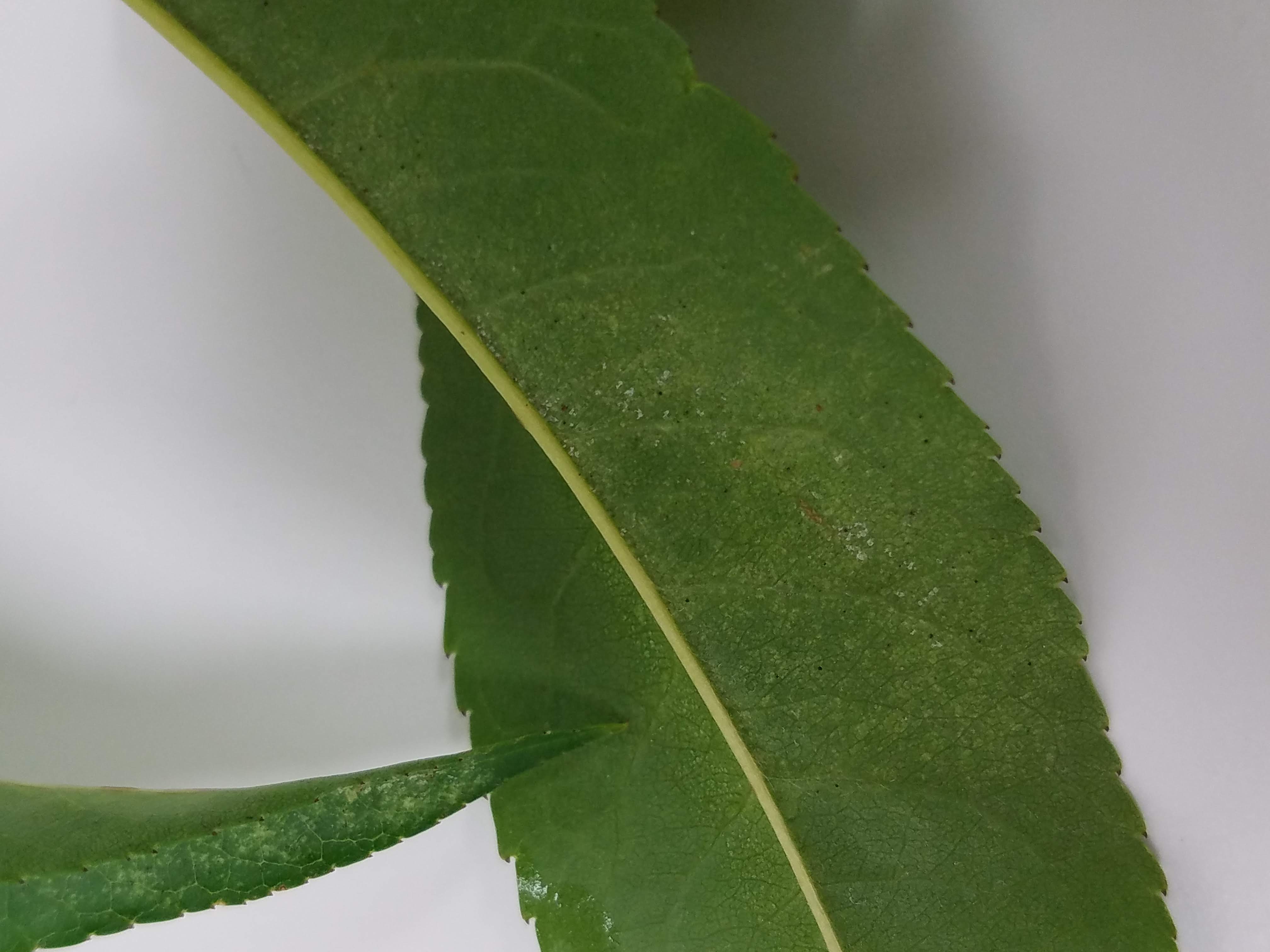 spider mites