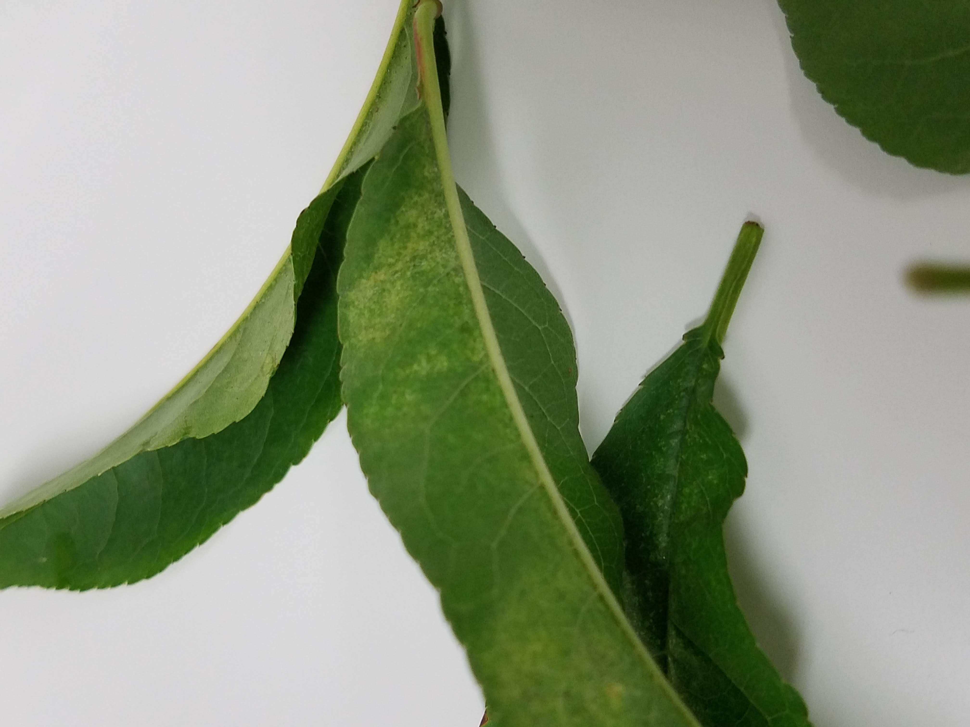 mite damage on peach leaves