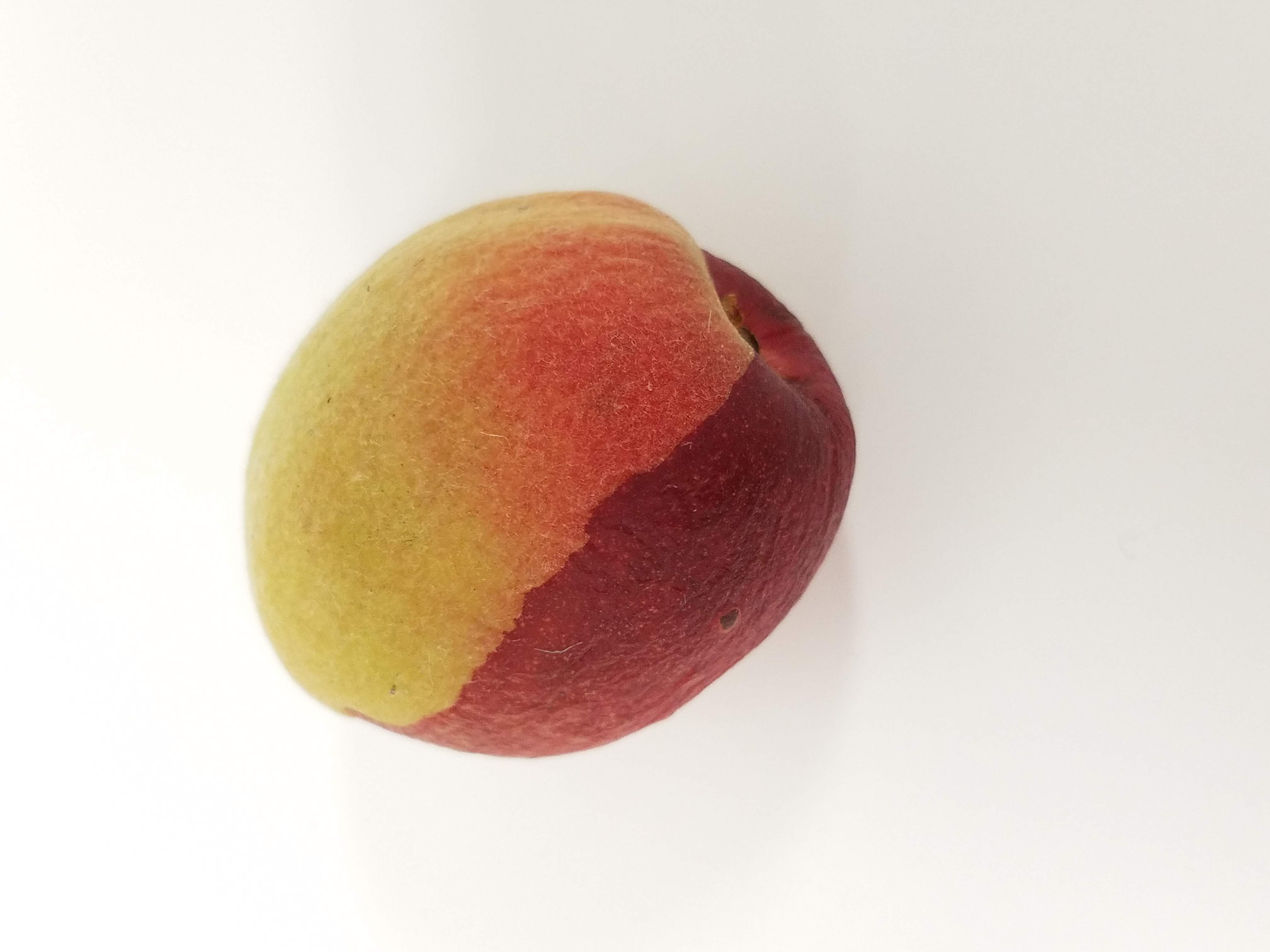 half peach half nectarine