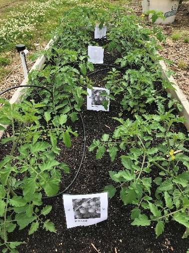 A bed of tomato plants with a photo labeling each variety in between the tomato plants