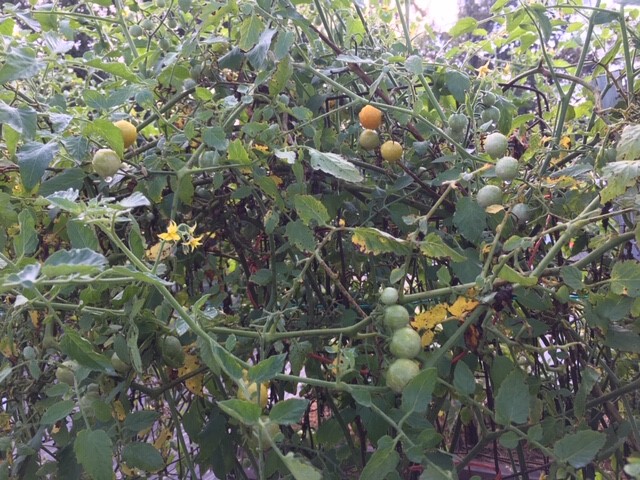 Close up of a SunGold tomato plant with a lot of yellow and green fruit