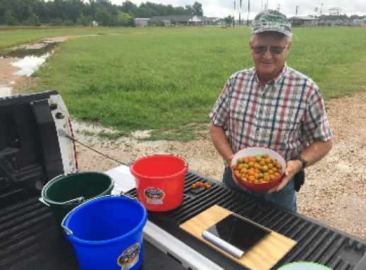 A farmer holding a large bowl filled with yellow-ish orange SunGold tomatoes