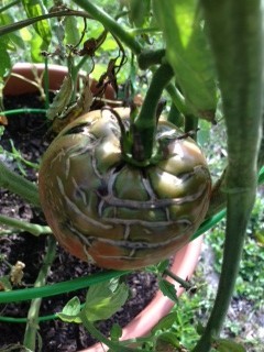 Close up of a Cherokee Purple tomato with cracking in the skin