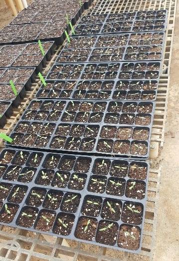 Trays filled with tomato transplants growing inside of a greenhouse, plants are just starting to come up