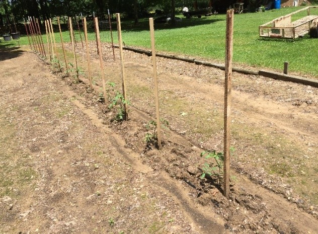 A row of tomatoes planted in the ground with wooden stakes posted at each plant