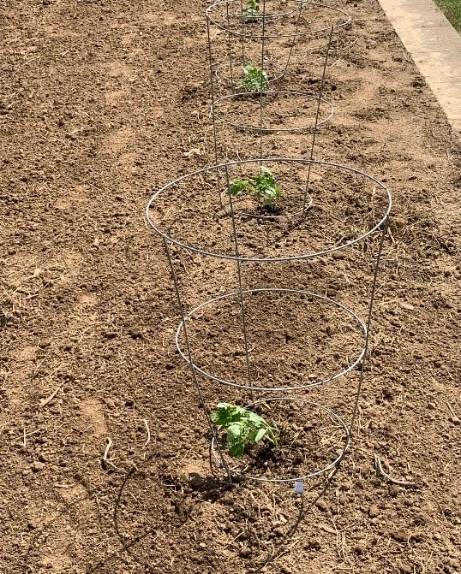 A close up of tomatoes planted in the ground with a wired cage built around the plants. Plants are small and wilted due to excessive flooding