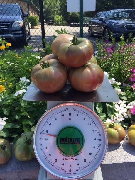 Large Celebrity tomatoes on a scale