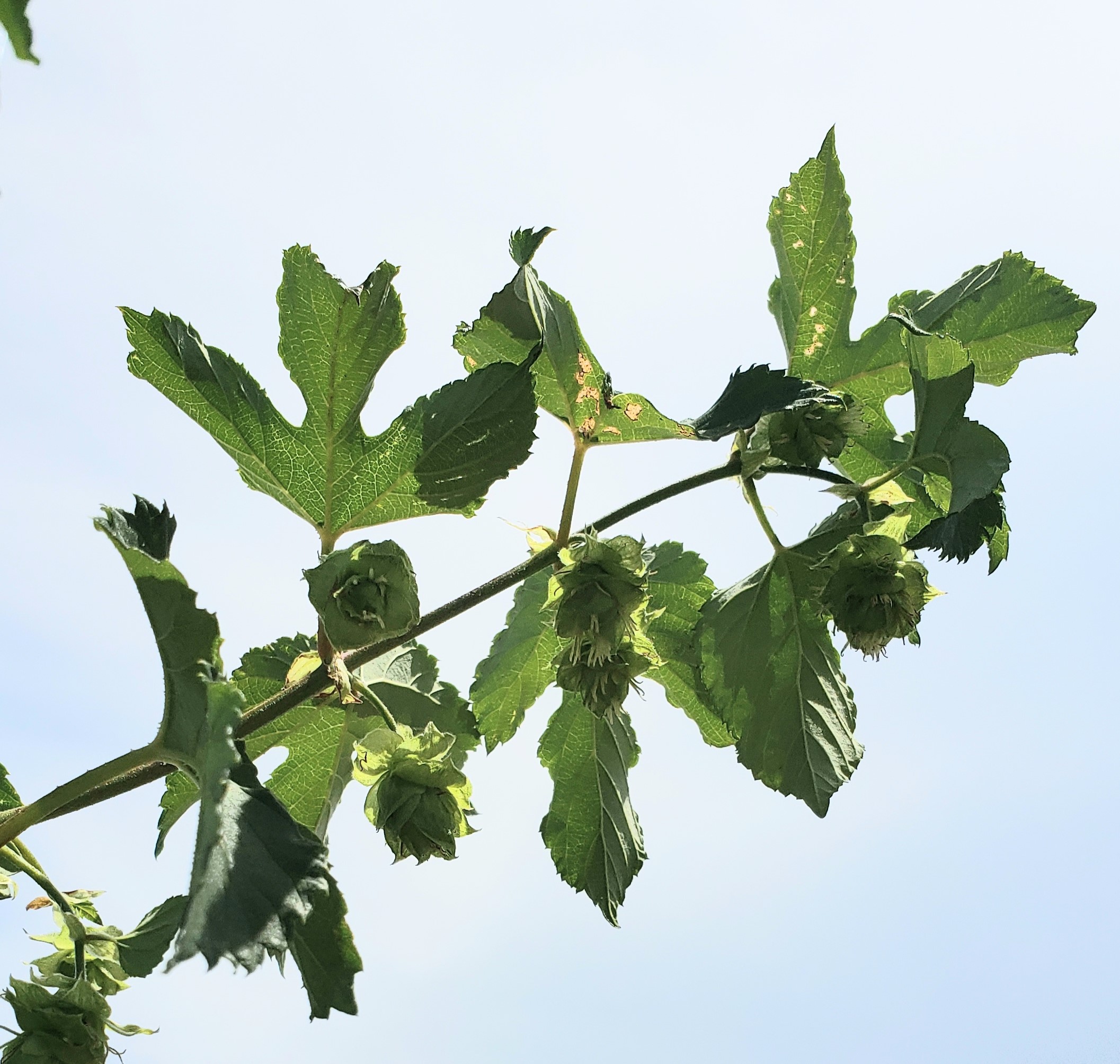 hops bine cone