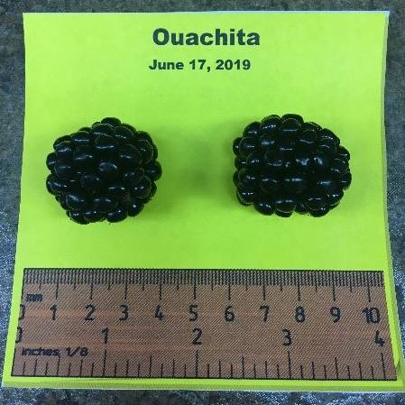 Photo of two Ouachita variety blackberries next to a ruler for size scale. Berries measure to 3 millimeters long