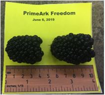Photo of two Prime-Ark Freedom variety blackberries next to a ruler for size scale. One berry measures 4 millimeters while the other measures 5 millimeters