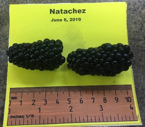 Photo of two Natchez variety blackberries next to a ruler for size scale. Berries measure to 5 millimeters long