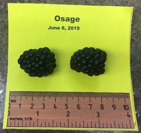 Photo of two Osage variety blackberries next to a ruler for size scale. Berries measure to 3 millimeters long