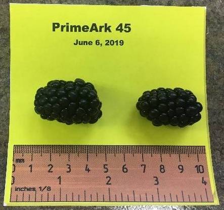 Photo of two Prime-Ark 45 variety blackberries next to a ruler for size scale. One berry measures 4 millimeters long while the other is 3 millimeters.
