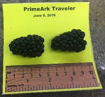 Photo of two Prime-Ark Traveler variety blackberries next to a ruler for size scale. Berries measure to 4 millimeters long