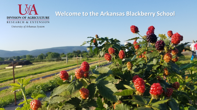 AR Blackberry School