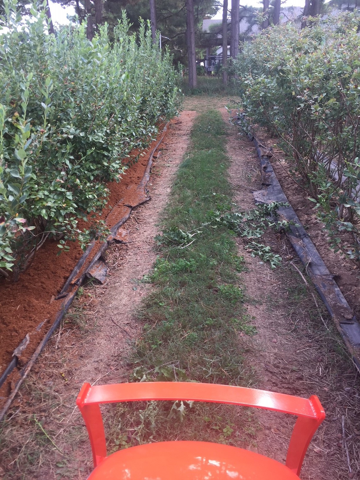 Two rows of blueberries with the surrounding areas around the plantings bare after an herbicide application 