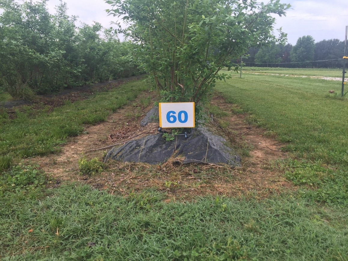 The beginning of a row of blueberries with mostly bare ground around the plantings 