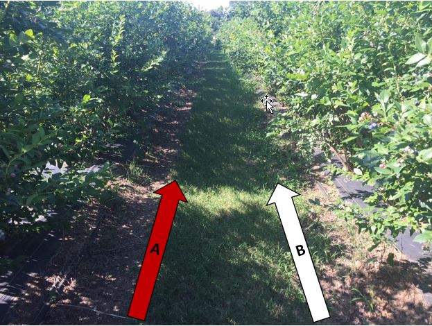 Two rows of blueberries comparing the weed growth in the surrounding area of the plantings, with the left row having far less weed growth compared to the right row. 