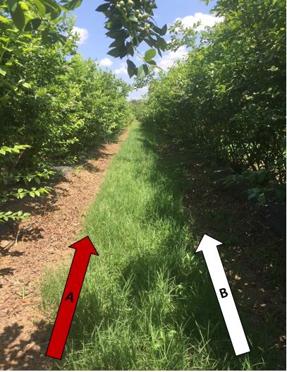 Blueberry Alion/Gramaxone vs Rely/Surflan/Princep Two rows of blueberries comparing the weed growth in the surrounding area of the plantings, with the left row having no weed growth and the right row having moderate weed growth.