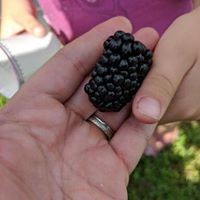 Photo of a blackberry held in the palm of someone's hand with a child's thumb next to berry for size reference