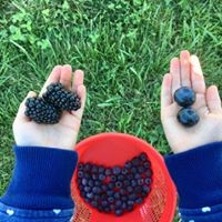 Photo of two hands, one holding 2 blackberries and the other holding 2 blueberries for size comparison with a bucket of harvested blueberries underneath