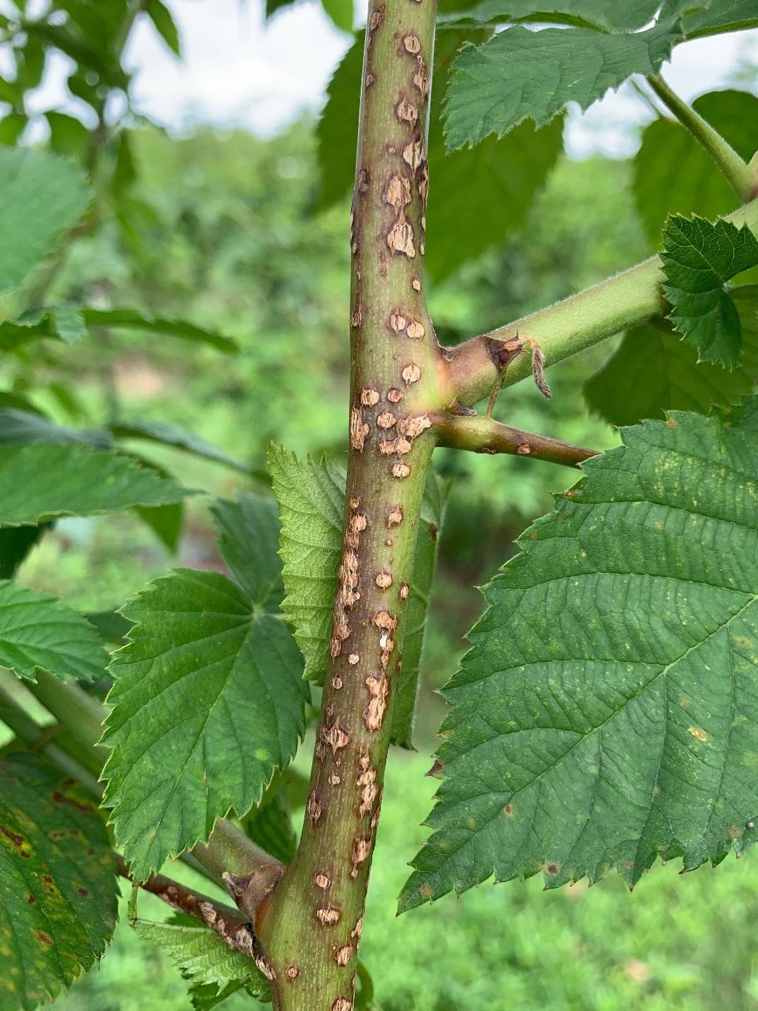 Anthracnose Lesions present on a First-year Blackberry Cane in White County, Arkansas