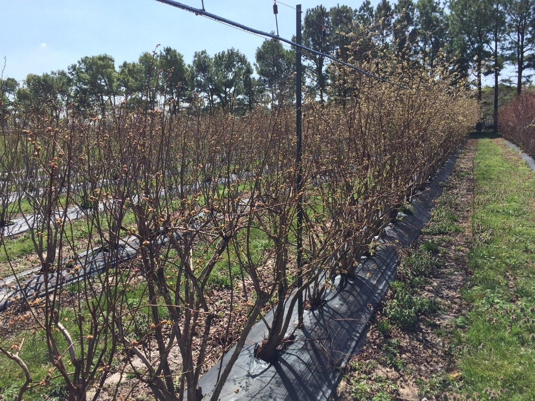 A row of blueberries in the spring with no leaves and small flowers