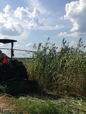 Tractor mowing down tall  broadcast sorghum-sudangrass on a sunny day