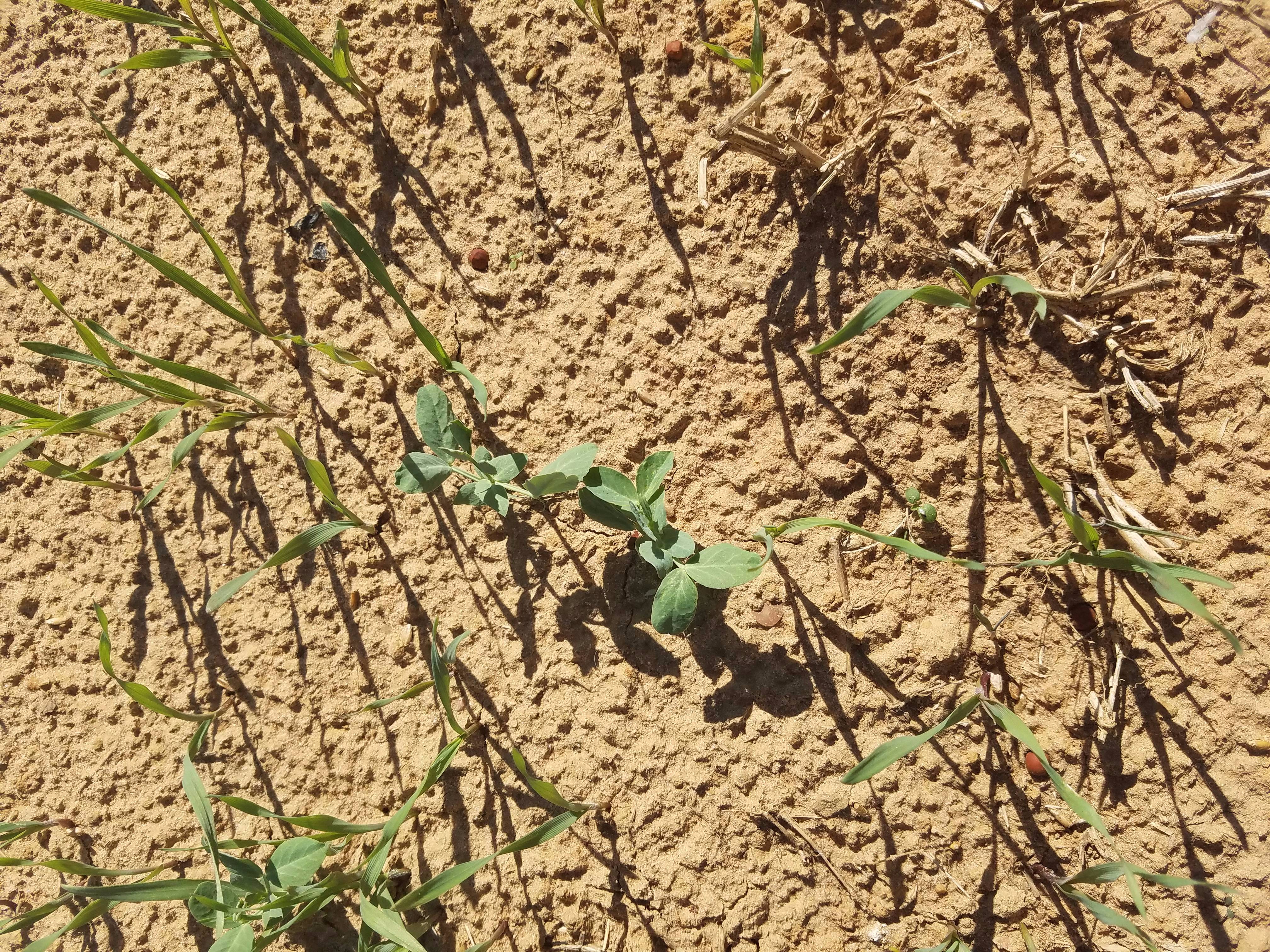 seedling