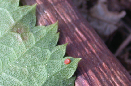 Raspberry crown borer egg on the underside of a leaf. Photo courtesy of Donn Johnson