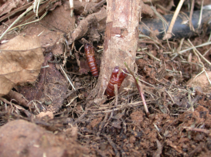 Raspberry crown borer pupal cases at the base of canes. Photo courtesy of Donn Johnson