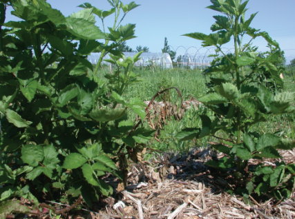 Typical damage caused to a young primocane by raspberry crown borer. Photo courtesy of Donn Johnson