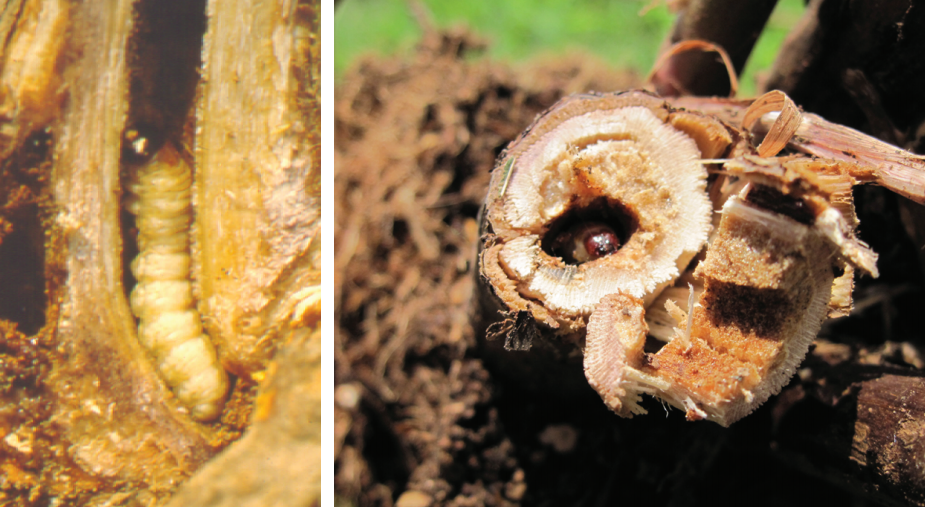 Raspberry crown borer larvae tunneling within the base of canes. Photo courtesy of Donn Johnson