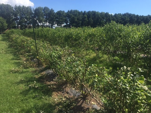 A row of blueberrie that were hedged after harvest during the summertime with a row of blueberries that weren't hedged in the background