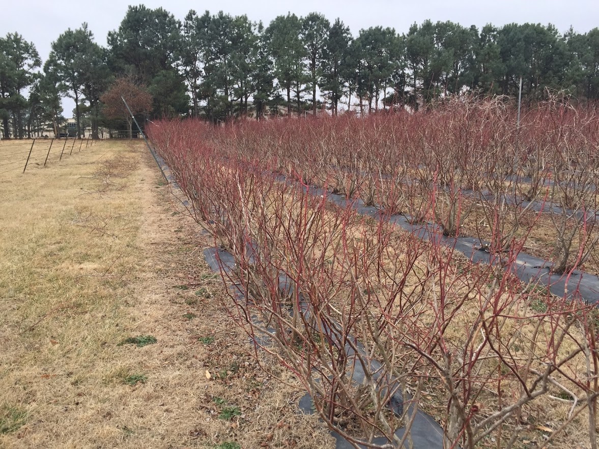 Dormant blueberries with redwood and no leaves that have been recently pruned