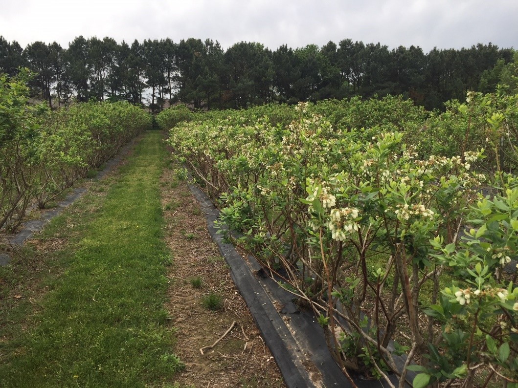 A row of blueberries in the summertime that are blooming with small white flowers and pine trees in the far background