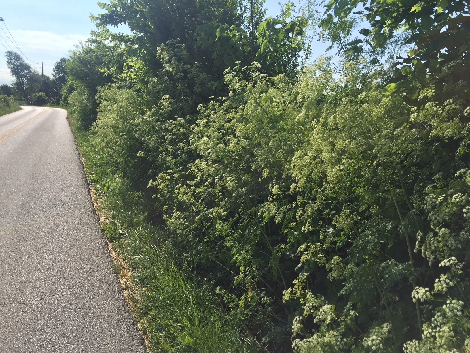 Hemlock growing on the side of the road