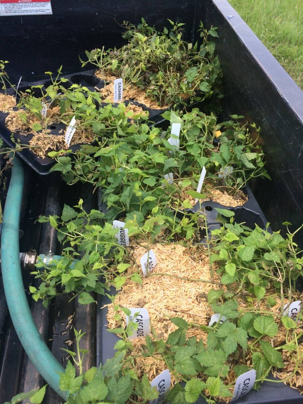 Photo of different varieties of hop plug plants in buckets prior to being transplanted