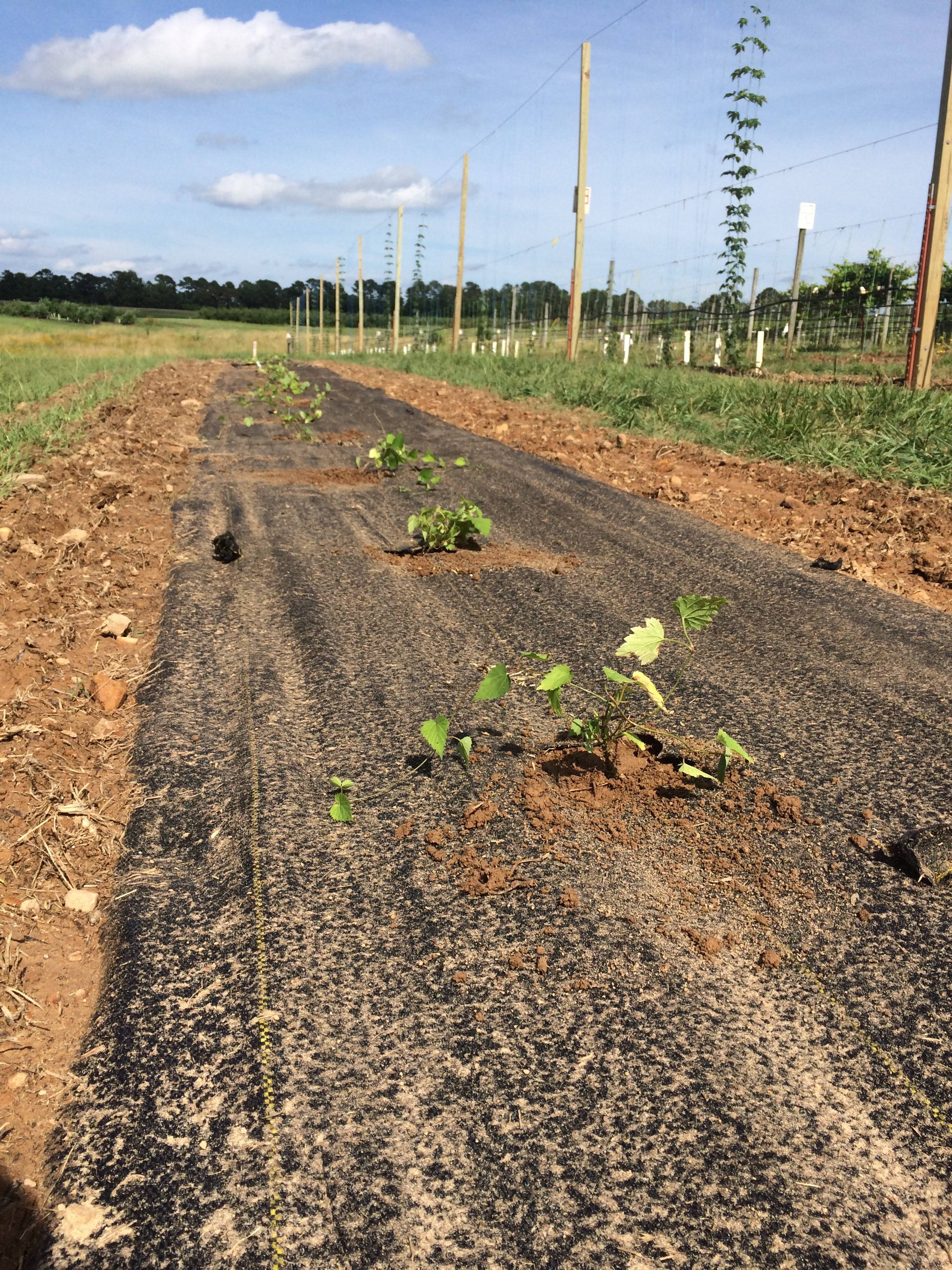 Photo of different varieties of hop plug plants in buckets prior to being transplanted