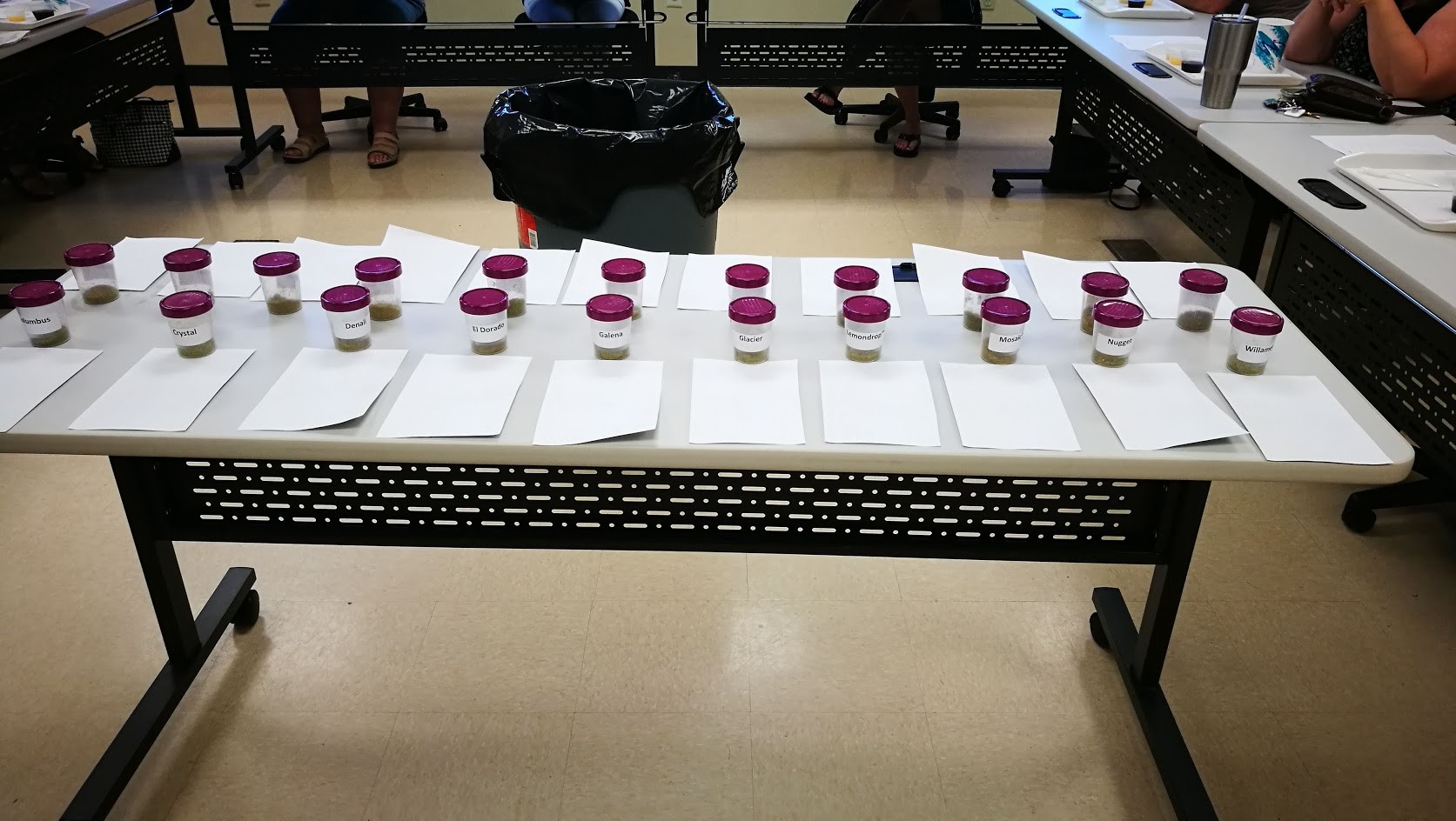 Hops pellets displayed in small trays for sensory panel