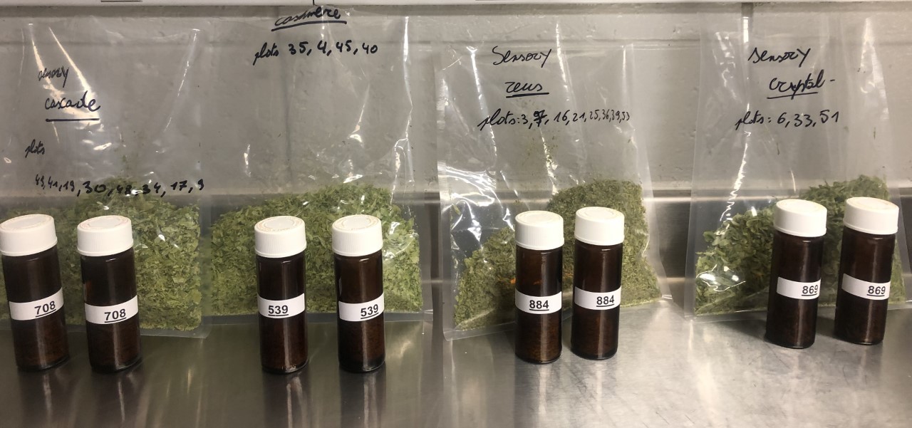 Dried, ground whole Arkansas-grown hops placed in amber glass vials