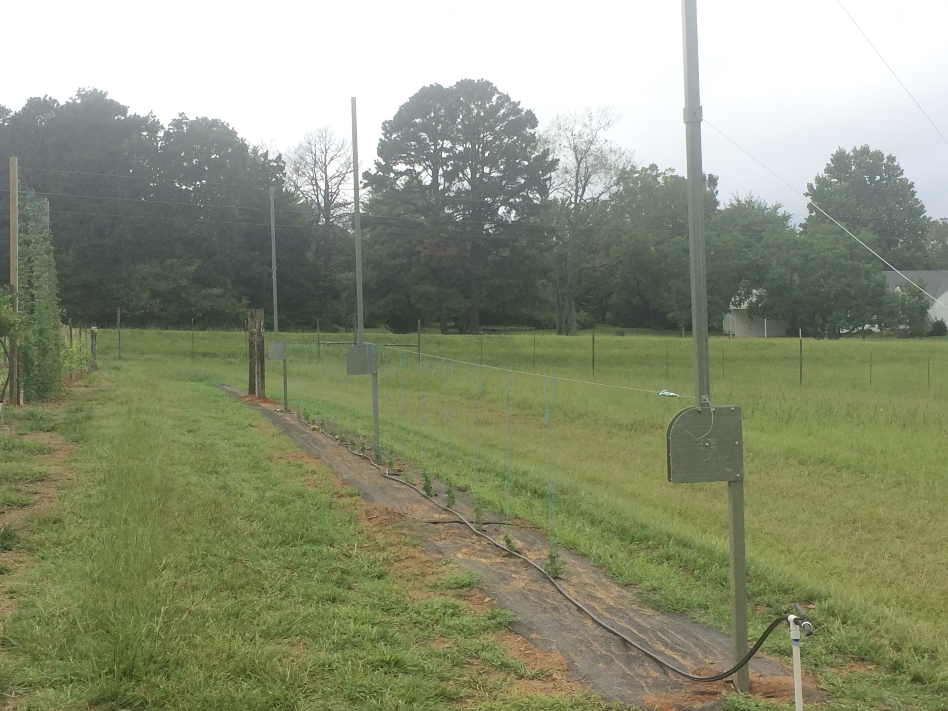 Photo of recently planted hop plants with a rotating trellis built above it. An irrigation line can be seen running along the row