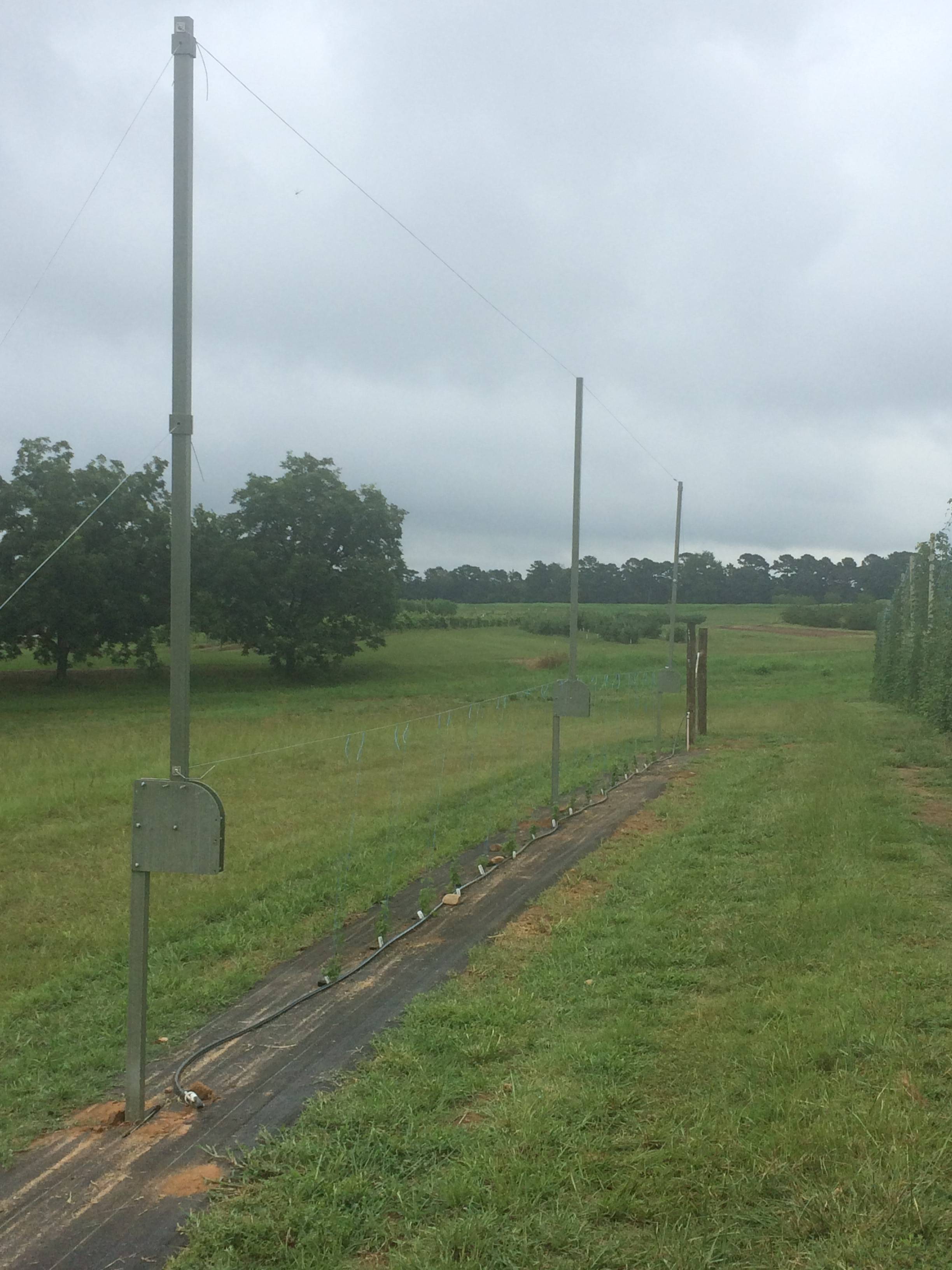 Photo of recently planted hop plants with a rotating trellis built above it. An irrigation line can be seen running along the row