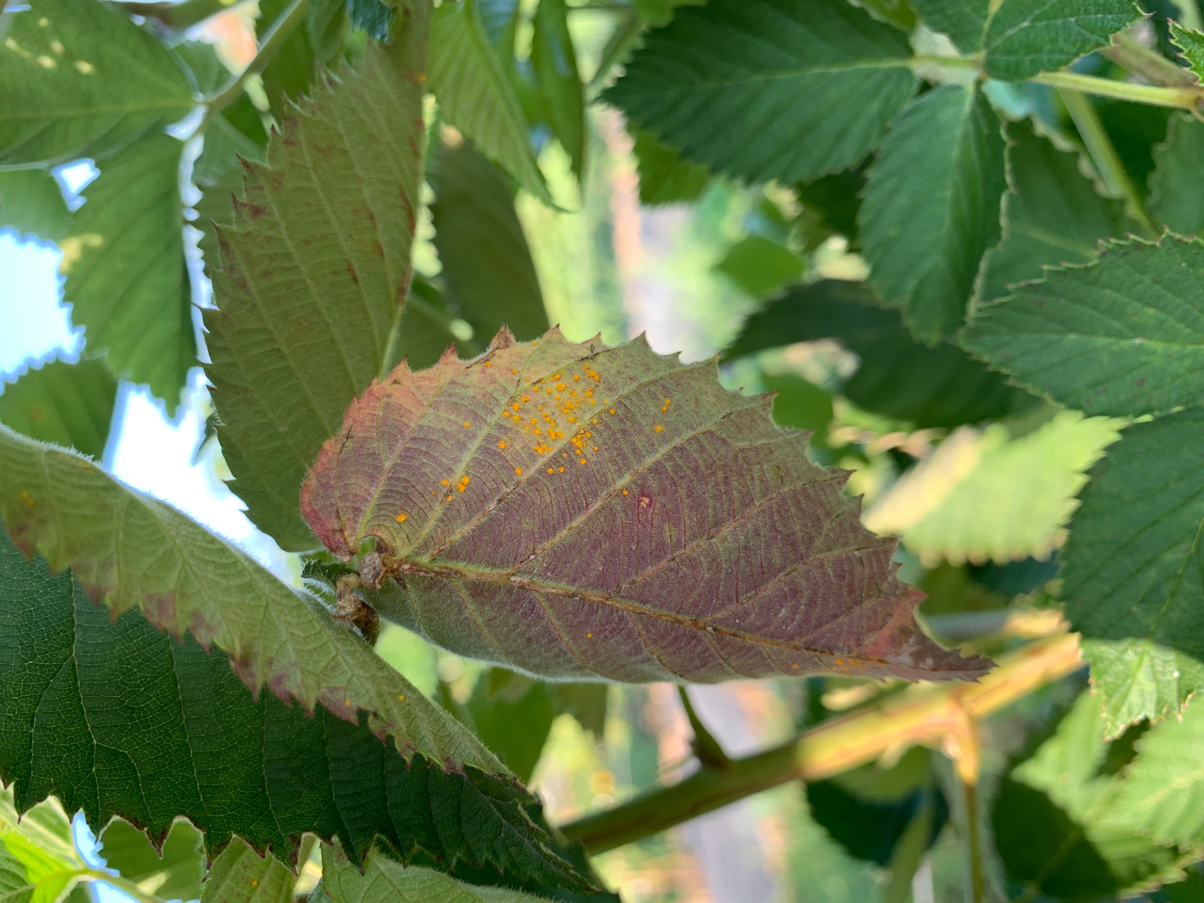 Leaf Rust Pustuls Present on the Underside of a Blackberry Leaflet in White County, Arkansas.