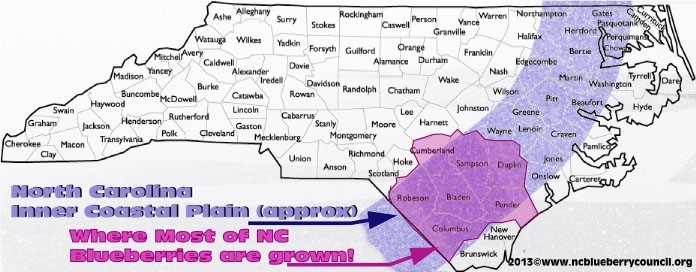 Map of North Carolina counties with the North Carolina Inner Coastal Plain highlighted in purple and the counties where most of North Carolina's blueberries are grown highlights in pink. 