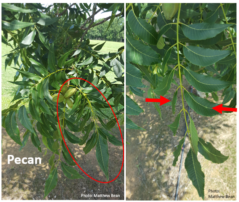 pecan leaves to sample